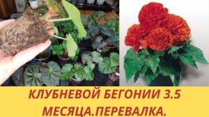 Клубневая бегония. Сеянцы бегонии. Рассаде 3.5 месяца.Грунт для бегоний . Пересадка бегоний.