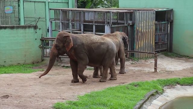 Som de Elefante - Fatos sobre Elefantes - Wild Animal смотреть онлайн