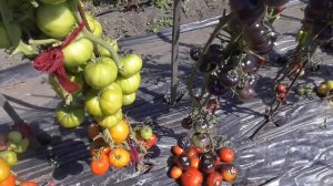 Самые урожайные томаты. Томат Куум. Обзор в открытом грунте в начале августа 2022 года.