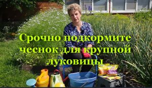 Срочно подкормите чеснок