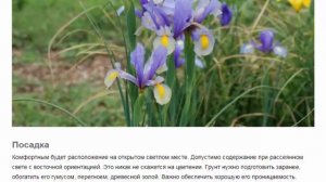 Ксифиум (лат.  Xiphium).  Красивые растения для дома и сада.