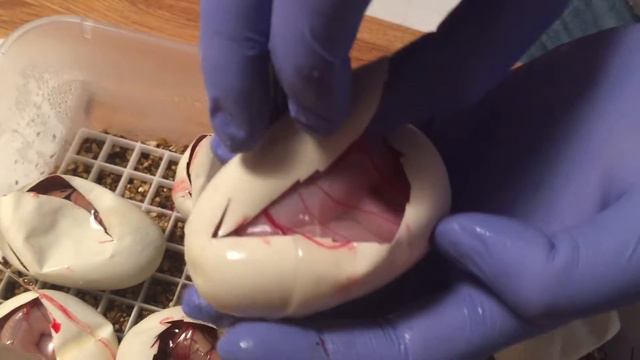 2015 Clutch # 9 LemonBlast Mimosa ( maybe ) x Ghost смотреть онлайн