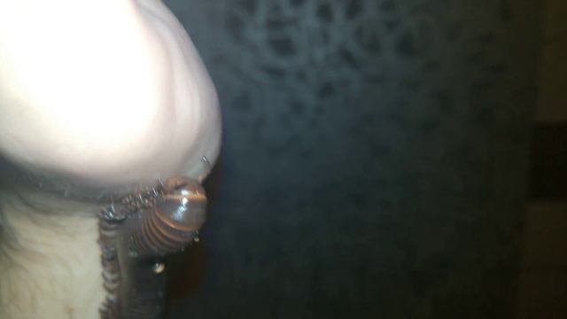 Гигантский африканский кивсяк - Archispirostreptus gigas смотреть онлайн