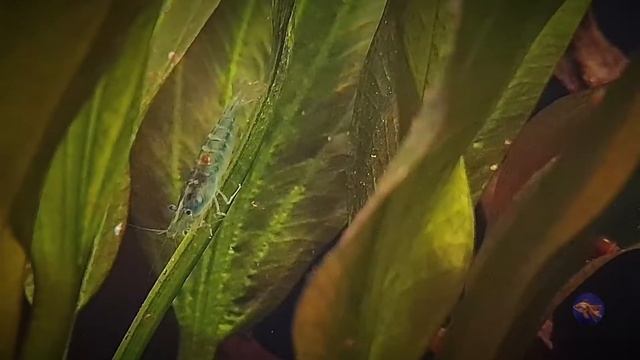 Neocaridina heteropoda var. blue jelly shrimp/ "Голубое желе" креветка неокаридина. смотреть онлайн