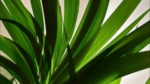 Распаковка) и пересадка подарка  на ДР. Ховея. Кентия.