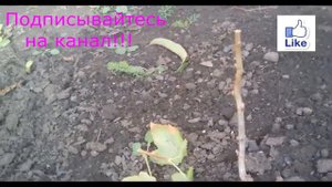 Черная Смородина! Обрезка куста в первый год!!!