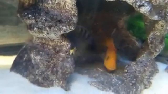 Цихлидник Африка 350л: насыщенная и интересная рыбья жизнь🐬🐋🦈🐳 смотреть онлайн