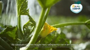 Как мы делаем пюре из кабачков ФрутоНяня?