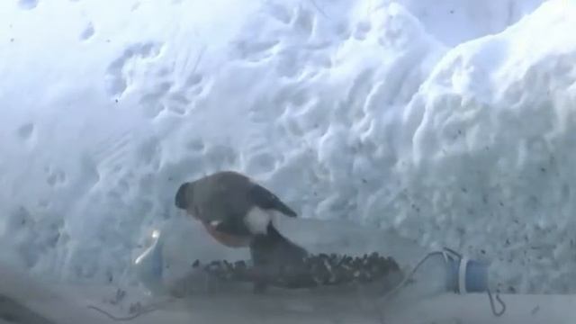 Снегири напали на кормушку для синичек смотреть онлайн