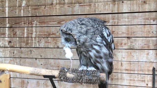 СОВА ЗАВТРАКАЕТ. Совиный утренний breakfast смотреть онлайн