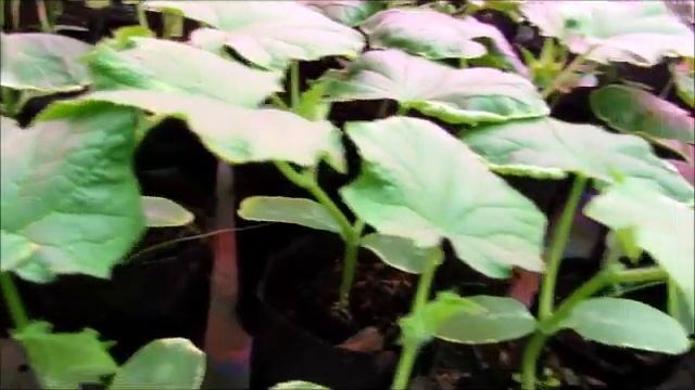 Весна продолжается в моем хозяйстве... смотреть онлайн