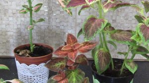 КОЛЕУС. УХОД И РАЗМНОЖЕНИЕ.