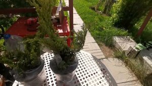 Распаковка посылки с хвойными растениями! Сплошная головная боль! Июнь 2022. Дивный сад Беларусь