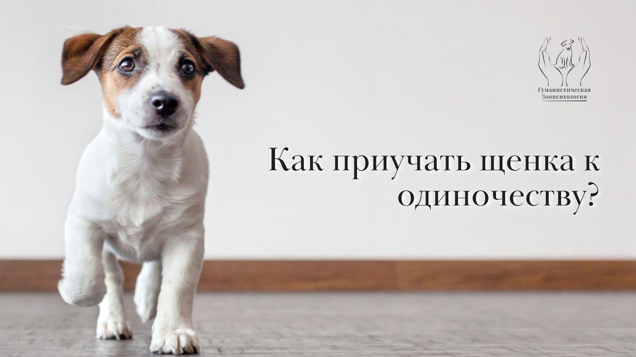 Приучение щенка к одиночеству смотреть онлайн
