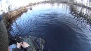 Рыбалка на верши на болотах весной.