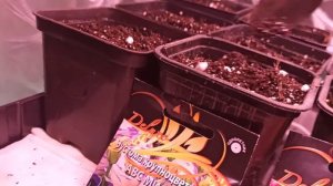 Эустома . Посадка без пикировки.