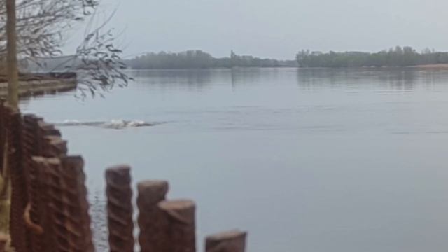 Здоровенный жерех преследует крупную плотву. aspius attack. смотреть онлайн