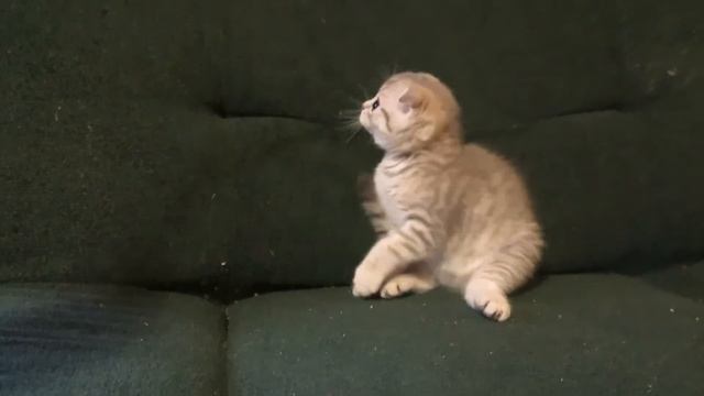 Селеста шотландская вислоухая смотреть онлайн