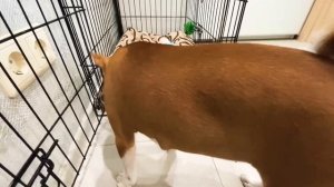 Пробуем перейти на натуральный корм | щенок басенджи Смарт