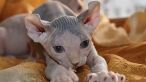 Необычные кошки