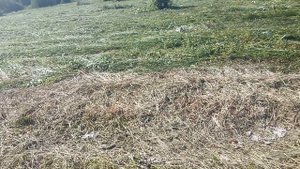 скосили 1 гектар травы, на корм своим коровкам.