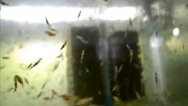 Боция мраморная botia lohachata (из нашей колекции) смотреть онлайн