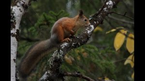 Белки Иван Соколов Микитов читает Павел Беседин