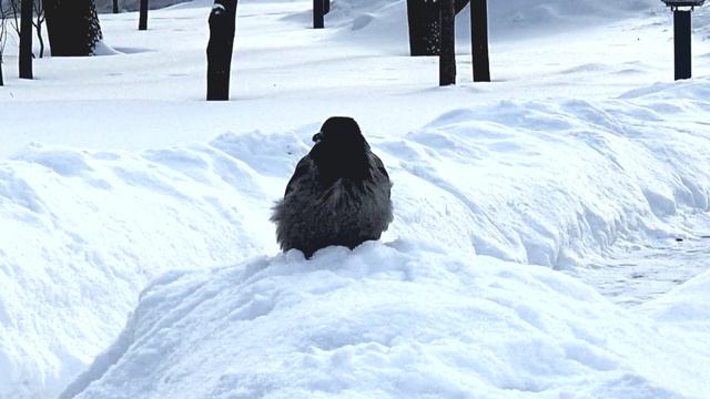 Серая ворона нашла еду в снегу