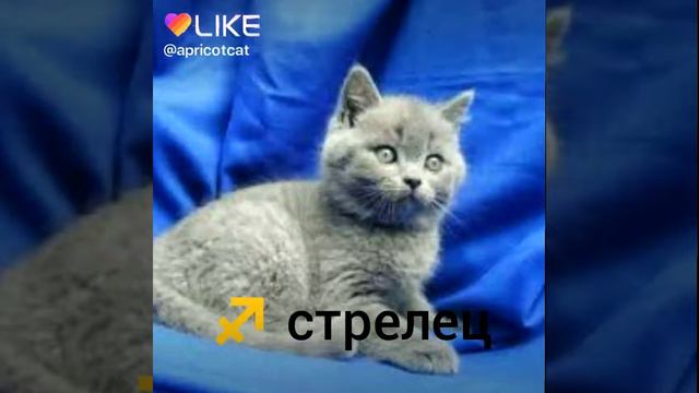 Знаки задиаакии смотреть онлайн