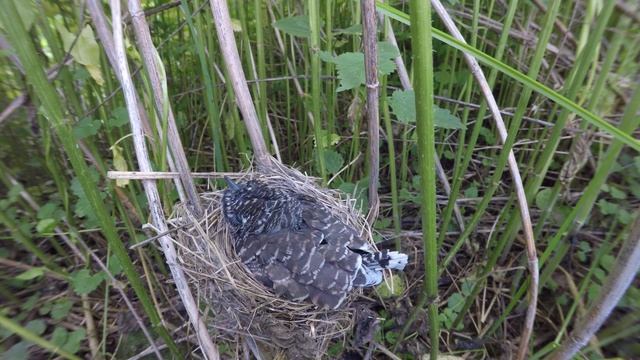 Кукушонок в гнезде 170621 3 болотной камышовки 24 июня 1 GP5+44k 24 смотреть онлайн
