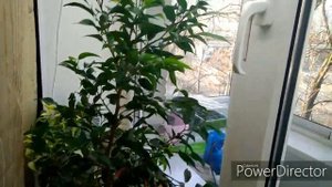 Комнатные растения,моя не большая коллекция фикусов
