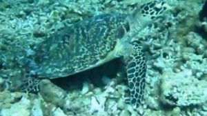 MALDIVES   by luke rowe