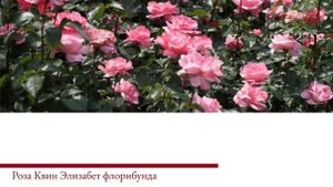 Лучшие сорта роз для пышного цветения! 18 роз мира!