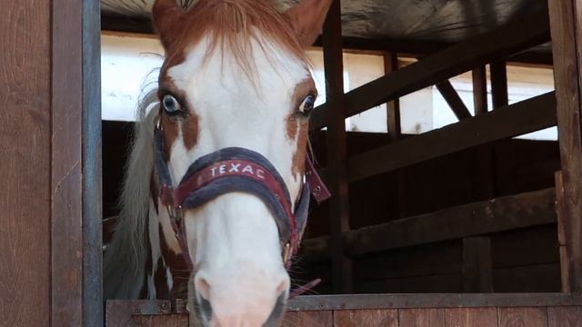 Ранчо "Авенсис"/Конюшня,оленья ферма /Прекрасное место для отдыха с детьми недалеко от Петербурга смотреть онлайн