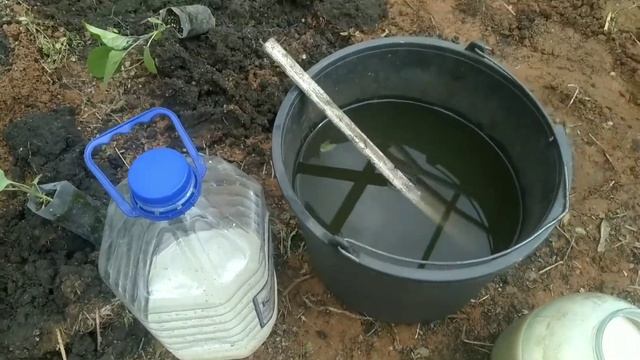 Небывалый урожай баклажан лишь от такой посадки| Посадка баклажан с маленьким секретом смотреть онлайн