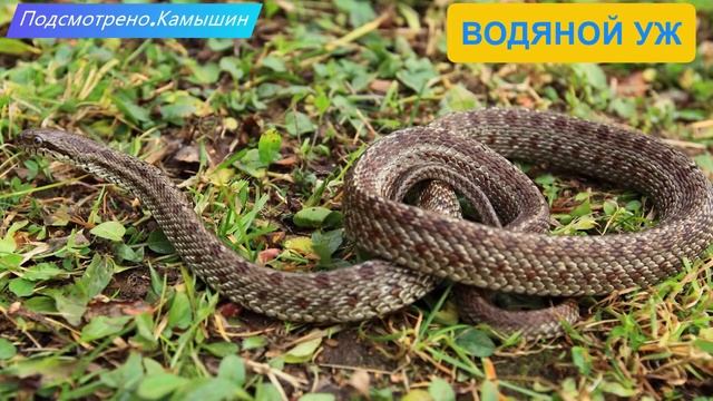 Учись отличать ужа от гадюки! смотреть онлайн