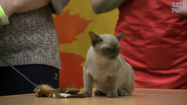 Бурманская кошка Бурма История породы на  Ilikepet