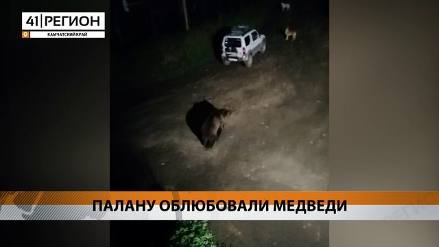 ПАЛАНУ ОБЛЮБОВАЛИ МЕДВЕДИ • НОВОСТИ КАМЧАТКИ