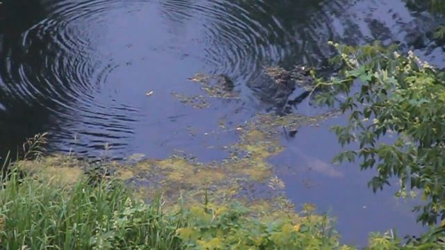 Бобры на Самарке черная кочка смотреть онлайн