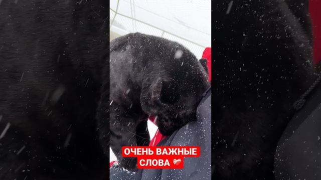 ЕСТЬ ЧТО-ТО ДОРОЖЕ И ВАЖНЕЕ ДЕНЕГ ❤️? Ягуар и человек #animal #panther #blackpanther #jaguar