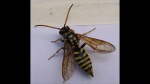 Опасные осы  /  Dangerous wasp#2