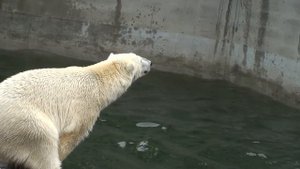 Белый медведь в новосибирском зоопарке