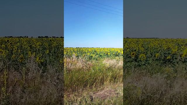 Шок! Подсолнухи обиделись на солнце!!! смотреть онлайн