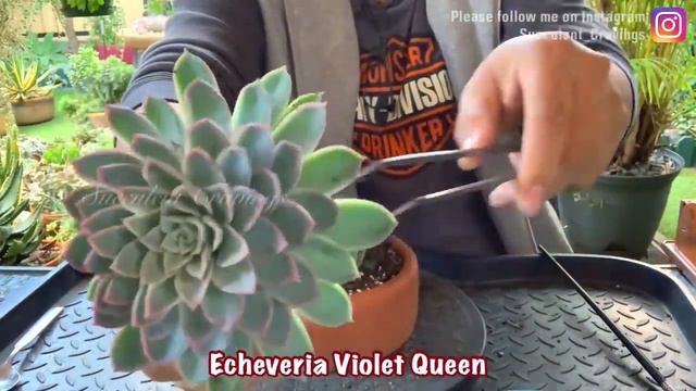Succulent Arrangement Overhaul смотреть онлайн