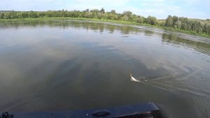 "Первый троллинг", рыбалка на реке "Дон".