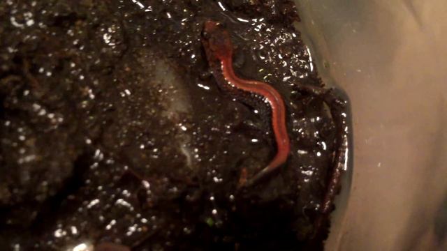 Cute Tiny Salamander! смотреть онлайн