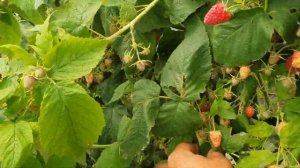 Амира. Ремонтантный сорт малины с характером!!! Красивая ягода и изысканный вкус!