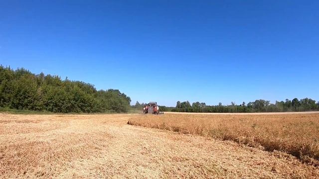 Уборка 2022 продолжается. На очереди горох. Сельские будни тракториста.Уборка гороха. Сельская жизн смотреть онлайн