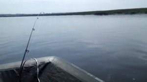 HDX-2,6 л.с.  Лодка  Муссон 2300... 30 08 2017г.р.Белая.