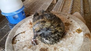 Результат близкородственного спаривания (инбридинга) в голубеводстве. Олег Костяков.